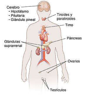 Vista frontal del contorno de una persona donde se ven los órganos principales del sistema endocrino.